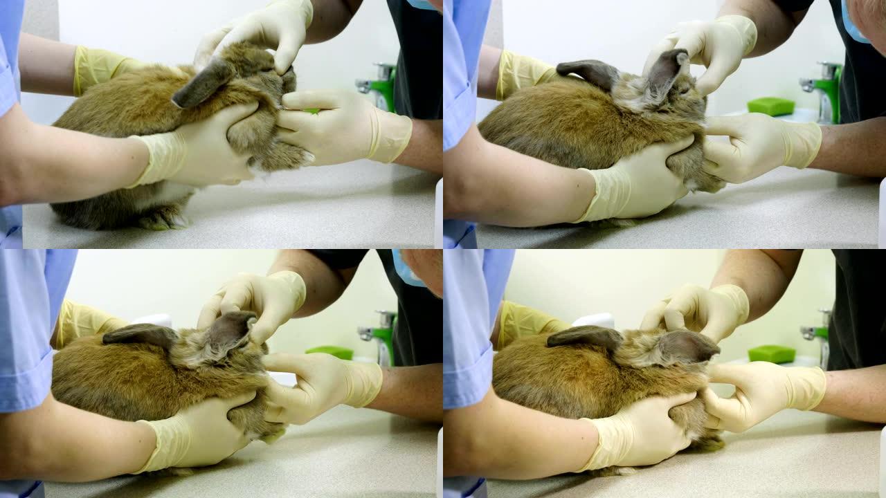 异国动物。兽医在兽医诊所检查家兔。4K