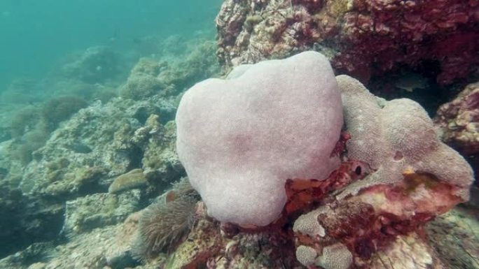 水下向日葵珊瑚 (spongiosa) 礁上的珊瑚漂白