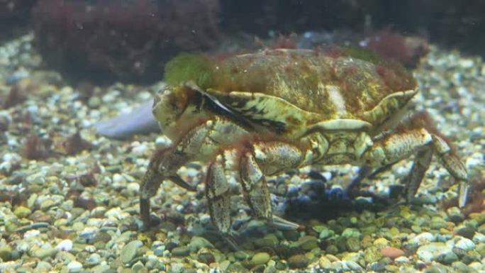 螃蟹的特写海鲜产品水下螃蟹特写