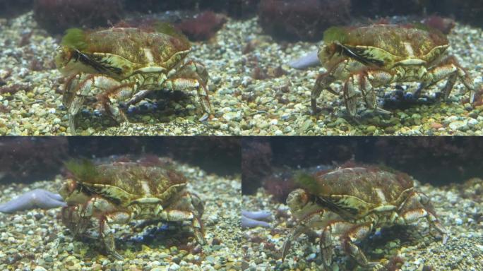 螃蟹的特写海鲜产品水下螃蟹特写