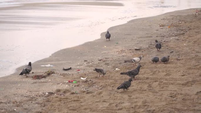 人们扔进海里的垃圾漂浮在海滩旁边，动物来吃垃圾。这是海洋污染