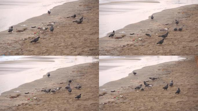 人们扔进海里的垃圾漂浮在海滩旁边，动物来吃垃圾。这是海洋污染