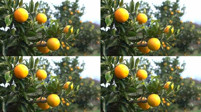 收获前橙色枝头橙子成熟的橙子农产品