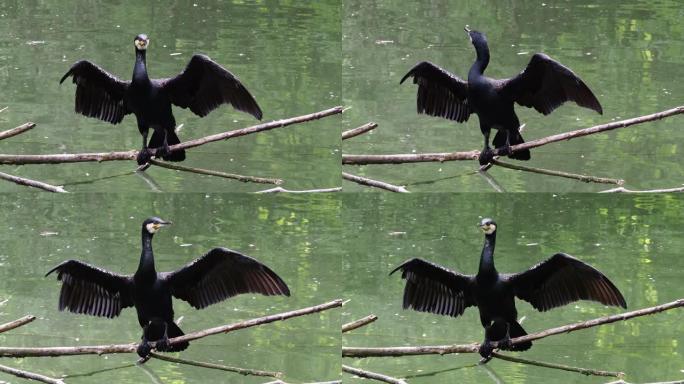 大鸬鹚，Phalacrocorax carbo，被称为横跨北半球的大黑鸬鹚，澳大利亚的黑鸬鹚和印度的