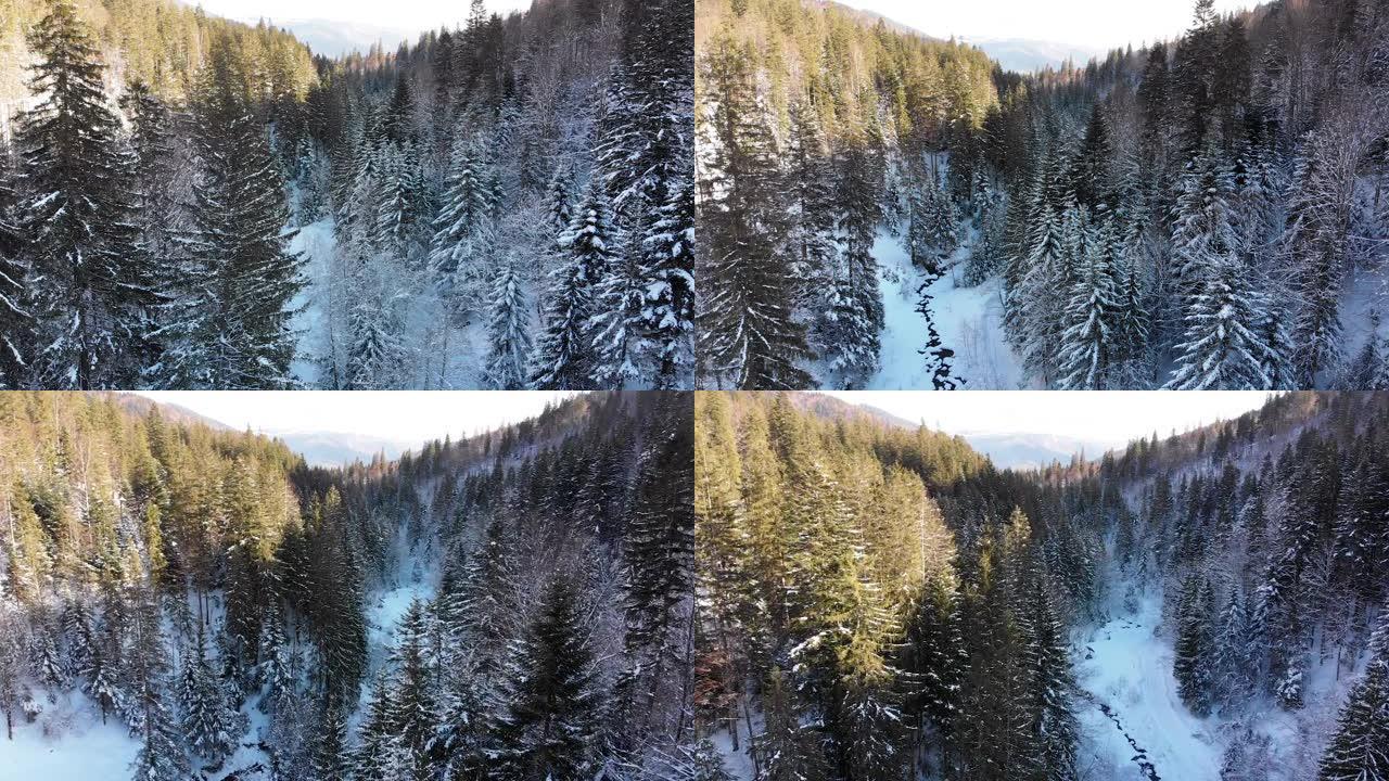 雪山树顶附近的冬季针叶喀尔巴阡山脉森林的鸟瞰图