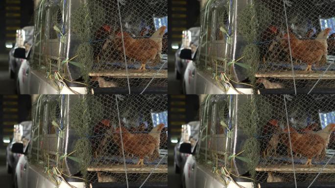 养鸡场家禽生产。关在马车里的鸡。