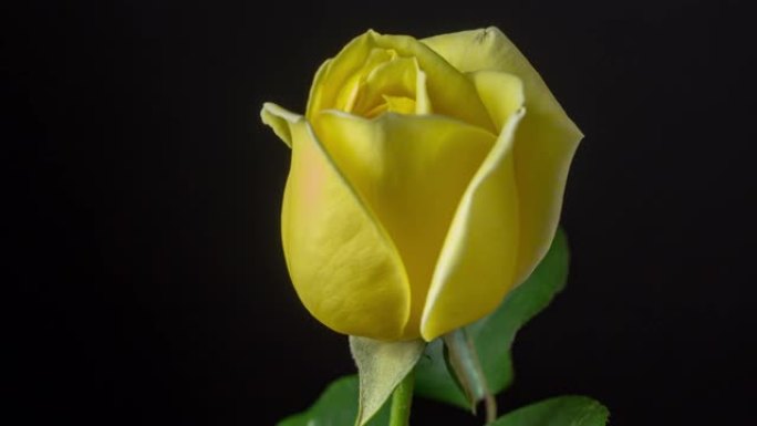 黑色背景前黄玫瑰开花的延时拍摄，4k视频。