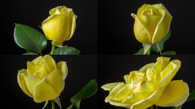 黑色背景前黄玫瑰开花的延时拍摄，4k视频。