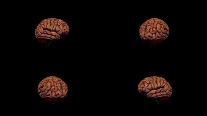 逼真的3d大脑模型。大脑在黑色背景上旋转。