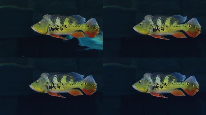 蝴蝶孔雀鲈鱼。蝴蝶鱼海底