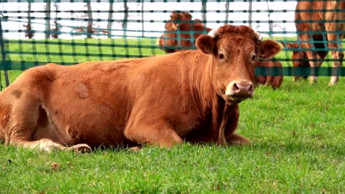 绿色田野里一头美丽的红牛。
