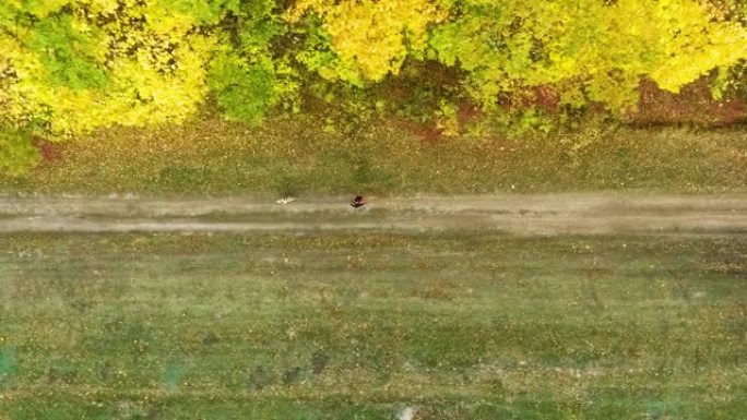 女孩和美国斯塔福德郡梗犬在秋天的人行道上奔跑
