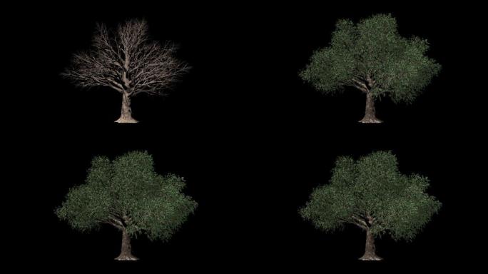 山毛榉树延时生长，对抗黑色