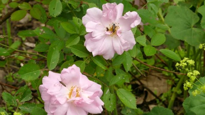 两朵粉红色的花朵长着绿色的叶子，虫子在其中爬行