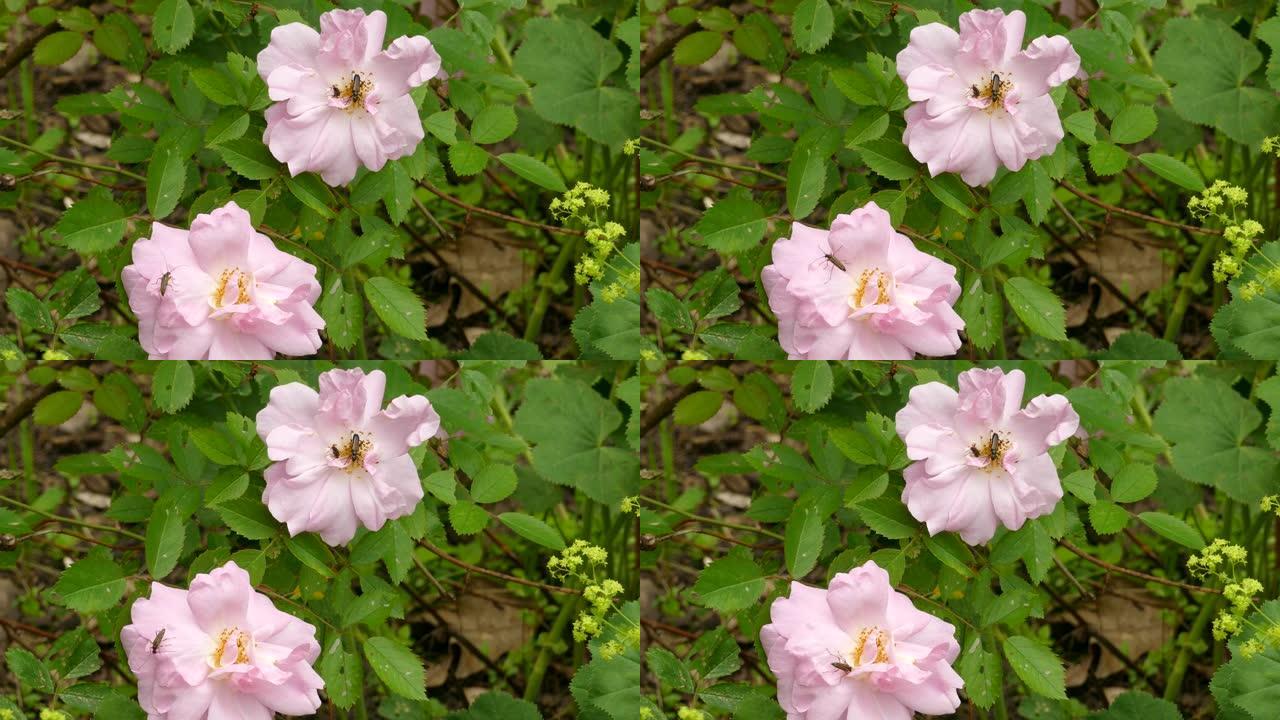 两朵粉红色的花朵长着绿色的叶子，虫子在其中爬行