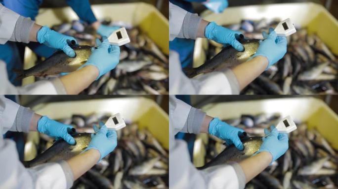 工人测量鱼的温度。现代工厂的鱼类加工厂。