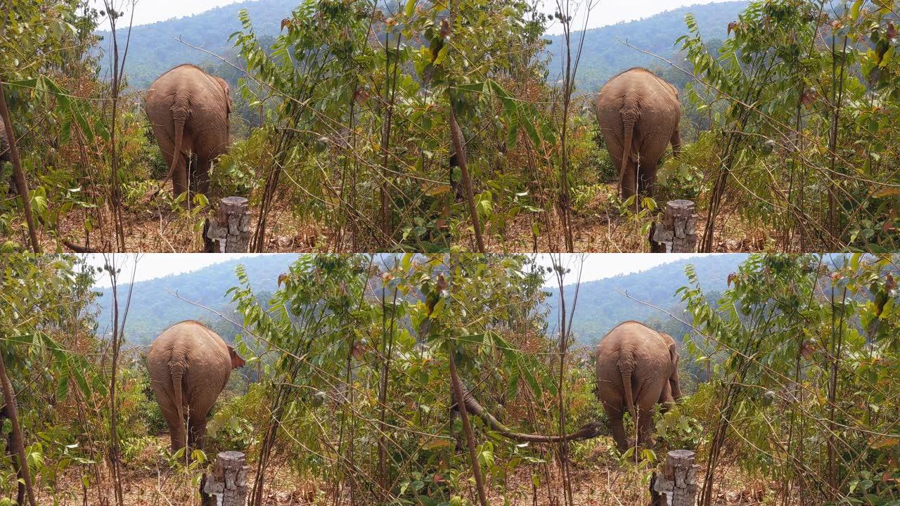 亚洲象在树林中漫步的背面