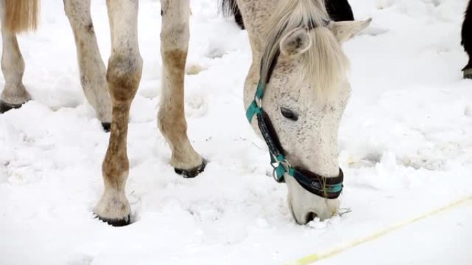 白色，浅棕色的马嗅着雪，环顾四周