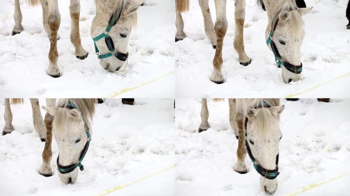 白色，浅棕色的马嗅着雪，环顾四周