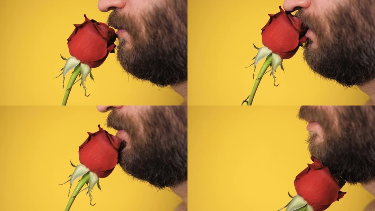 大胡子的男人嗅着美丽的红色玫瑰花。情人节，2月14日，第一次约会的概念。慢动作和特写