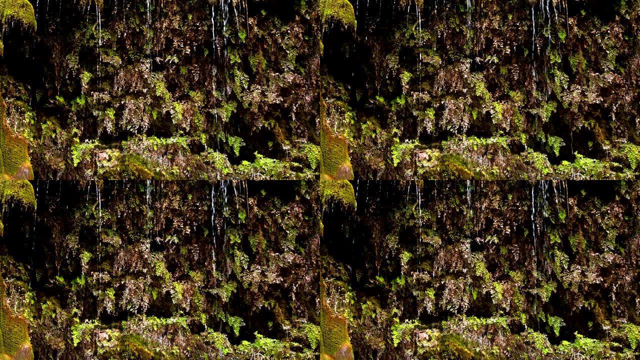 苔藓植物和瀑布水滴