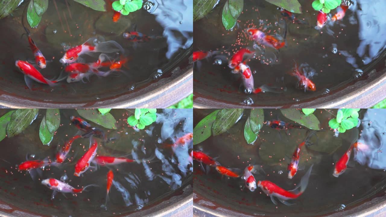 美丽小花园碗形水族馆上的4k镜头金鱼
