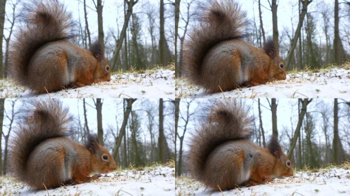 松鼠在冬季公园从雪中啃食种子