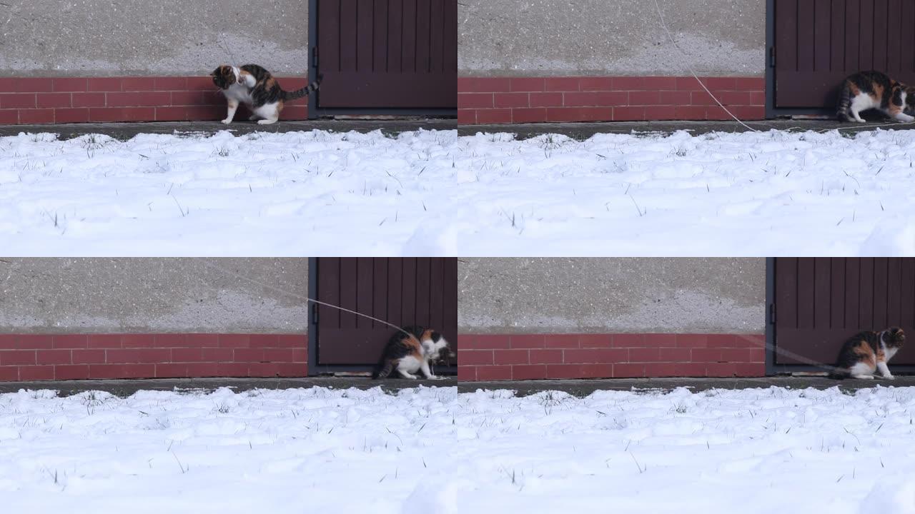 我的驯养猫在雪地里嬉戏。她在花园里跑来跑去，总是用绳子攻击