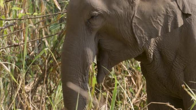 在泰国深森林中自然的亚洲象