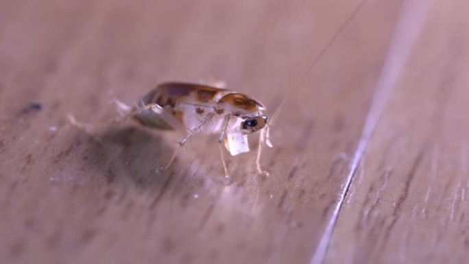 4k极端特写小蟑螂喜欢吃小块糖，小生物生物，虫子昆虫纪录片。家用清洁产品卫生，微距拍摄，棕色木地板，