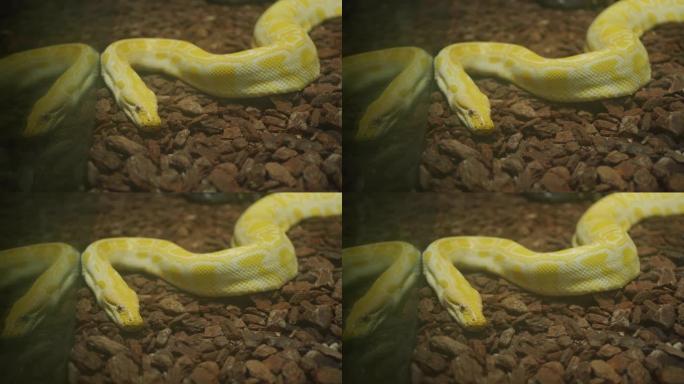 吓人的黄色蛇海蛇实拍视频特写镜头