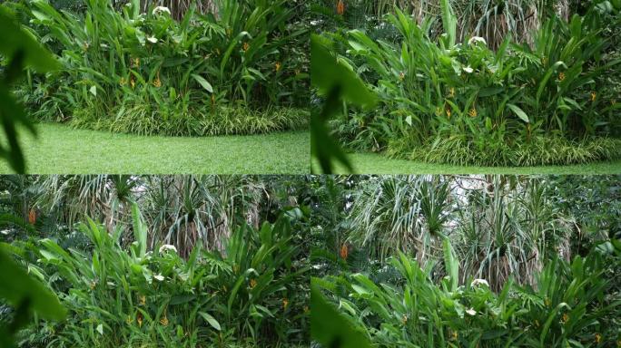 异国情调的热带花园的美丽景观。茂密的不可逾越的热带花园，由美丽的外来植物组成。