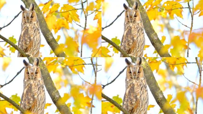 长耳猫头鹰 (Asio otus) 在秋天高高地坐在树上