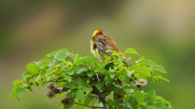 黑头猎头 (Emberiza melanocephala) -阿塞拜疆