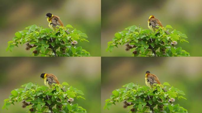 黑头猎头 (Emberiza melanocephala) -阿塞拜疆