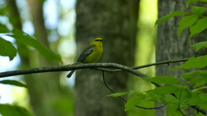 春季迁徙中的小黄鸟发出独特的叫声