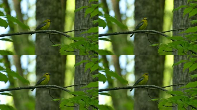 春季迁徙中的小黄鸟发出独特的叫声