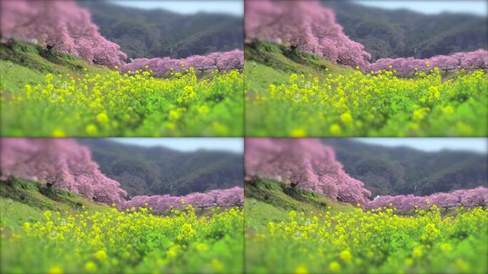 下加莫河岸上有卡诺拉花的河津樱花树