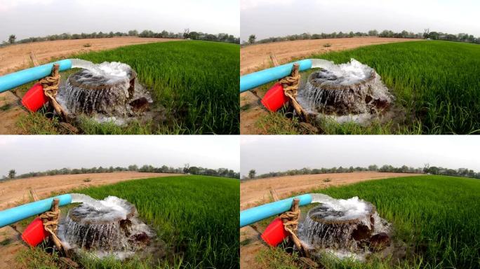 在绿色的稻田里用宽角水管抽水。