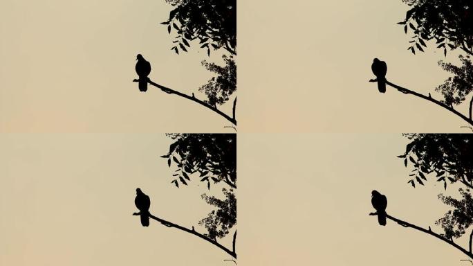 Bird Holding branch of tree剪影
