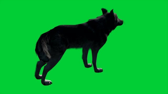 4k动画-狼在绿色屏幕上行走