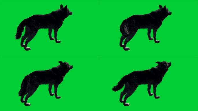 4k动画-狼在绿色屏幕上行走