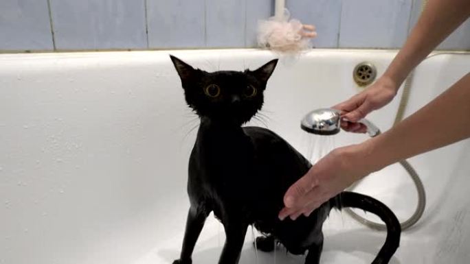 一只惊讶的黑猫，有着黄色的大眼睛，在白色的浴缸里用淋浴的水清洗和浇水。保护动物。生活方式。概念。特写