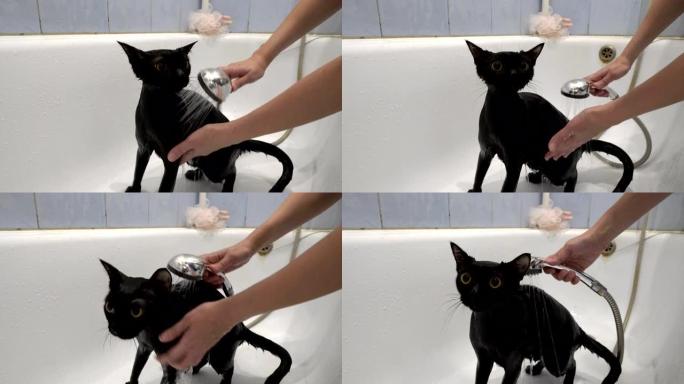 一只惊讶的黑猫，有着黄色的大眼睛，在白色的浴缸里用淋浴的水清洗和浇水。保护动物。生活方式。概念。特写
