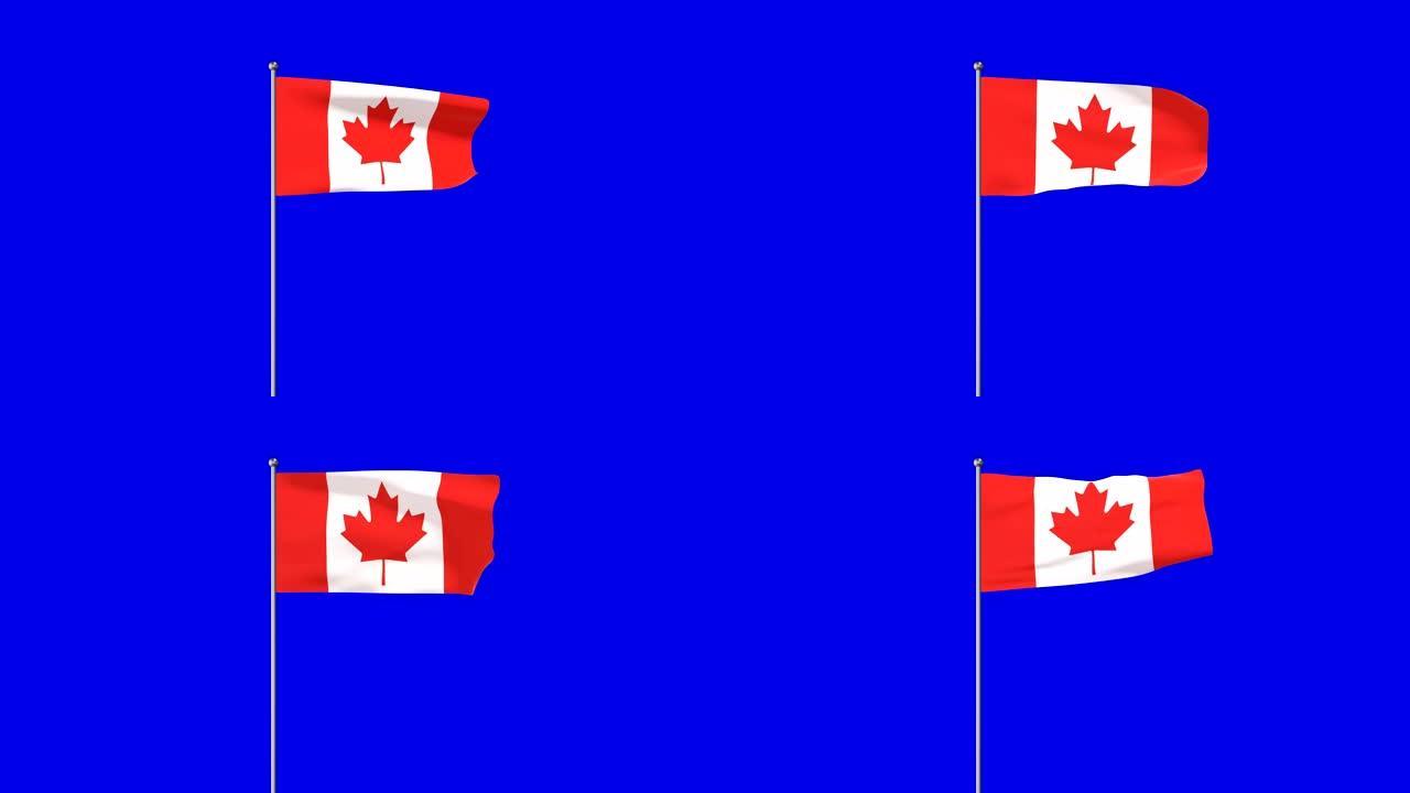 加拿大升起的国旗加拿大加拿大国旗蓝色背景