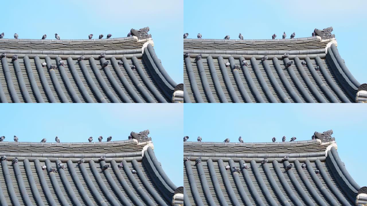 站在韩国首尔市景福宫屋顶的鸽子
