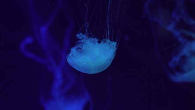 一群漂浮在水下的危险水母 (Chrysaora Pacifica)。