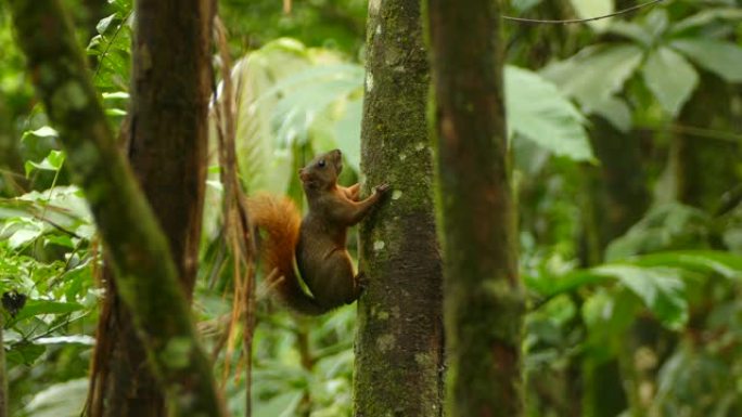 松鼠侧翻，而栖息在热带巴拿马的树干侧