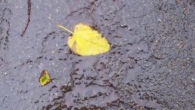 雨水带着假在地板上运行