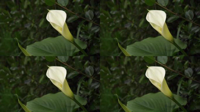 美丽的白色马蹄莲花，在绿色的植被中，花园里有多汁的叶子